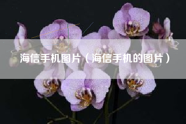 海信手机图片（海信手机的图片）